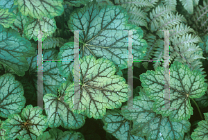 Picture of Heuchera  'Green Spice'