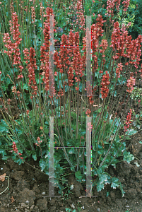 Picture of Heuchera  'Magic Wand'