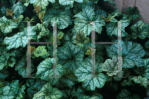 Picture of Heuchera  'Mint Frost'