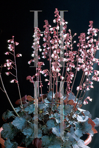 Picture of Heuchera  'Petite Pearl Fairy'