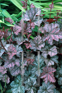 Picture of Heuchera  'Purple Sails'