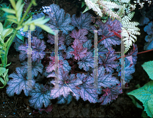 Picture of Heuchera  'Regal Robe'