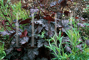 Picture of Heuchera americana 'Ruby Veil'