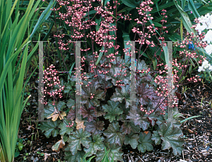 Picture of Heuchera  'Smokey Rose'