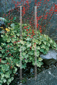 Picture of Heuchera sanguinea 'Snow Storm'