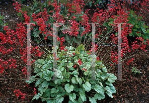 Picture of Heuchera sanguinea 'Spangles'