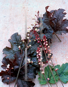 Picture of X Heucherella  'Cinnamon Bear'