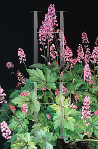 Picture of X Heucherella  'Dayglow Pink'