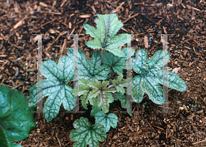 Picture of X Heucherella  'Kimono'