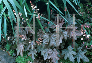 Picture of X Heucherella  'Silver Streak'