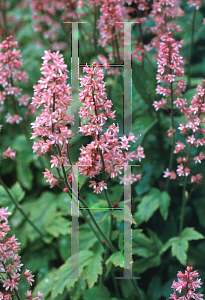 Picture of X Heucherella  'Viking Ship'