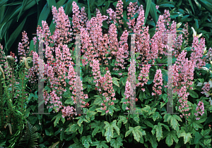 Picture of X Heucherella  'Viking Ship'