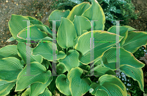 Picture of Hosta  'Abba Dabba Do'