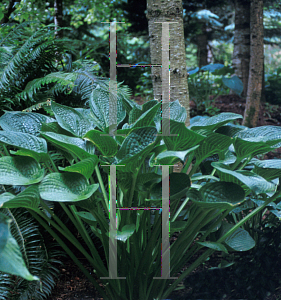 Picture of Hosta  'Deluxe Edition'