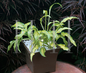 Picture of Hosta  'Early Sunrise'