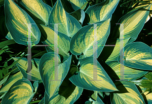 Picture of Hosta  'June'