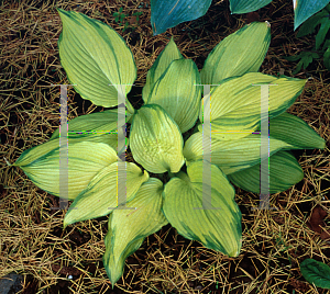 Picture of Hosta montana 'Kinkaku'