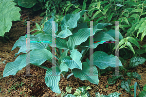 Picture of Hosta  'Krossa Regal'
