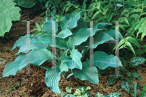 Picture of Hosta  'Krossa Regal'