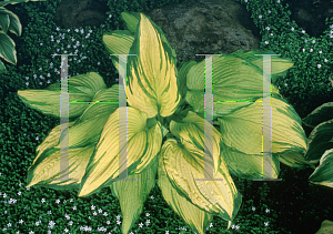 Picture of Hosta  'On Stage'
