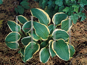 Picture of Hosta opipara 'Kooriyama'