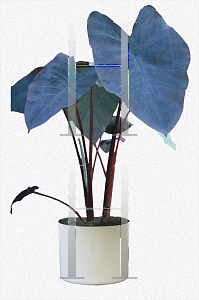 Picture of Colocasia esculenta 'Black Magic'