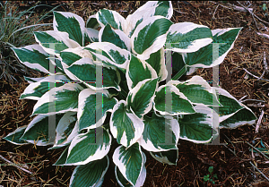 Picture of Hosta fortunei 'Patriot'