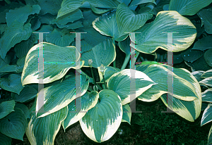 Picture of Hosta  'Robert Frost'