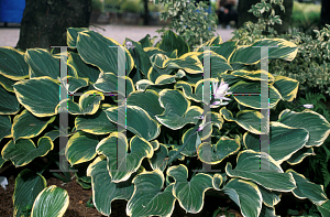 Picture of Hosta fluctuans 'Sagae'