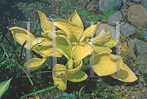 Picture of Hosta  'Saint Elmo's Fire'