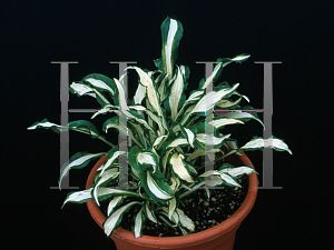 Picture of Hosta  'Silver Kabitan'