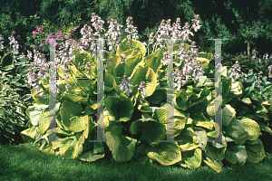 Picture of Hosta  'Sum & Substance'