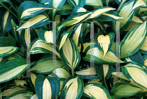 Picture of Hosta  'Summer Joy'