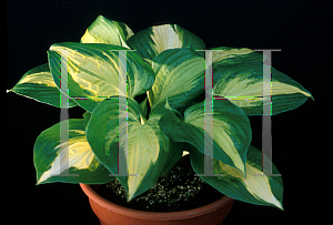 Picture of Hosta  'Summer Music'