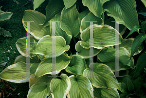 Picture of Hosta  'Sweetie'