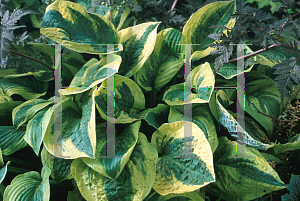 Picture of Hosta  'Wide Brim'