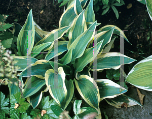 Picture of Hosta  'Wolverine'