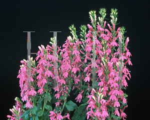 Picture of Lobelia  'Monet Moment'