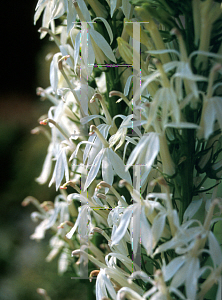 Picture of Lobelia  'Summit Snow'