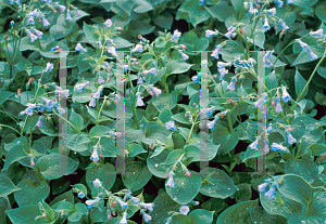 Picture of Mertensia sibirica 