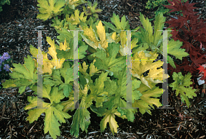 Picture of Petasites frigidus var. palmatus 'Golden Palm'