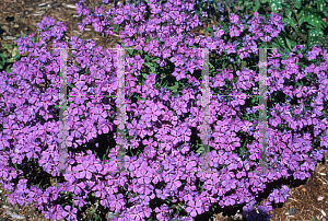 Picture of Phlox divaricata 'Sweet Lilac'