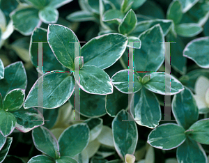 Picture of Phlox divaricata 'Montrose'