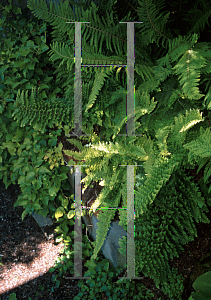Picture of Polystichum setiferum 'Plumosomultilobum'