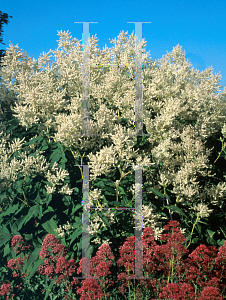 Picture of Polygonum polymorphum 