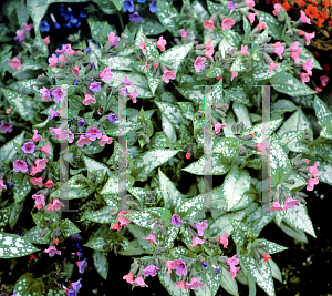 Picture of Pulmonaria x 'Berries & Cream'