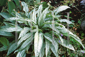 Picture of Pulmonaria x 'Cotton Cool'