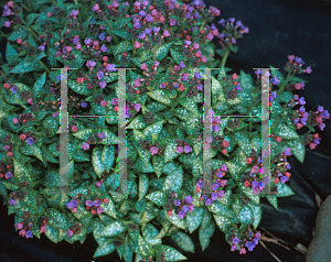 Picture of Pulmonaria x 'Dark Vader'