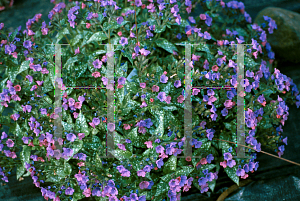 Picture of Pulmonaria x 'Emerald Isles'