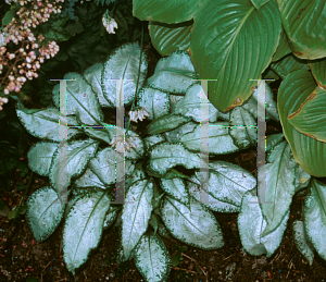 Picture of Pulmonaria longifolia 'Excalibur'